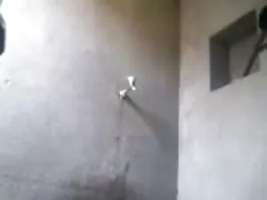 सारा नाकामुरा दो bon ...
