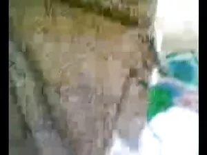 काले बैल के बीएफ सेक ...